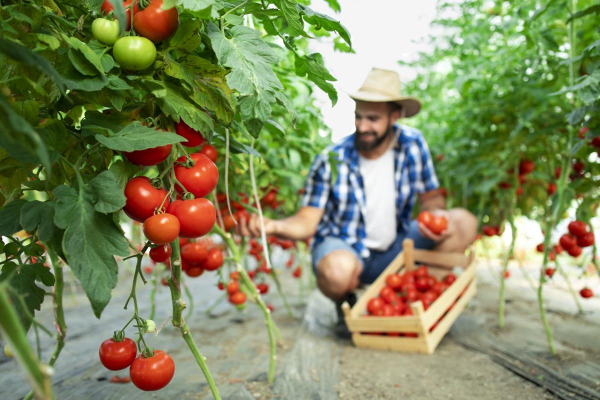 Organic farming field